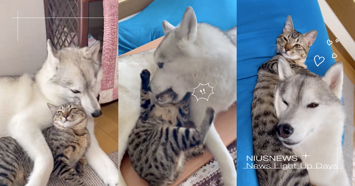 小情侶吵架了？日本「哈士奇與虎斑貓」一言不合就啃臉，網笑：真的會被吞下去啦！ 寵物圈圈、可愛寵物、哈士奇、虎斑貓、推特