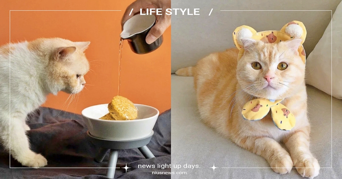 網購寵物用品超方便！全台6間「毛孩線上選物店」推薦，零食玩具統統打包帶回家！ 寵物選物店、網購、寵物選品、寵物零食、寵物玩具