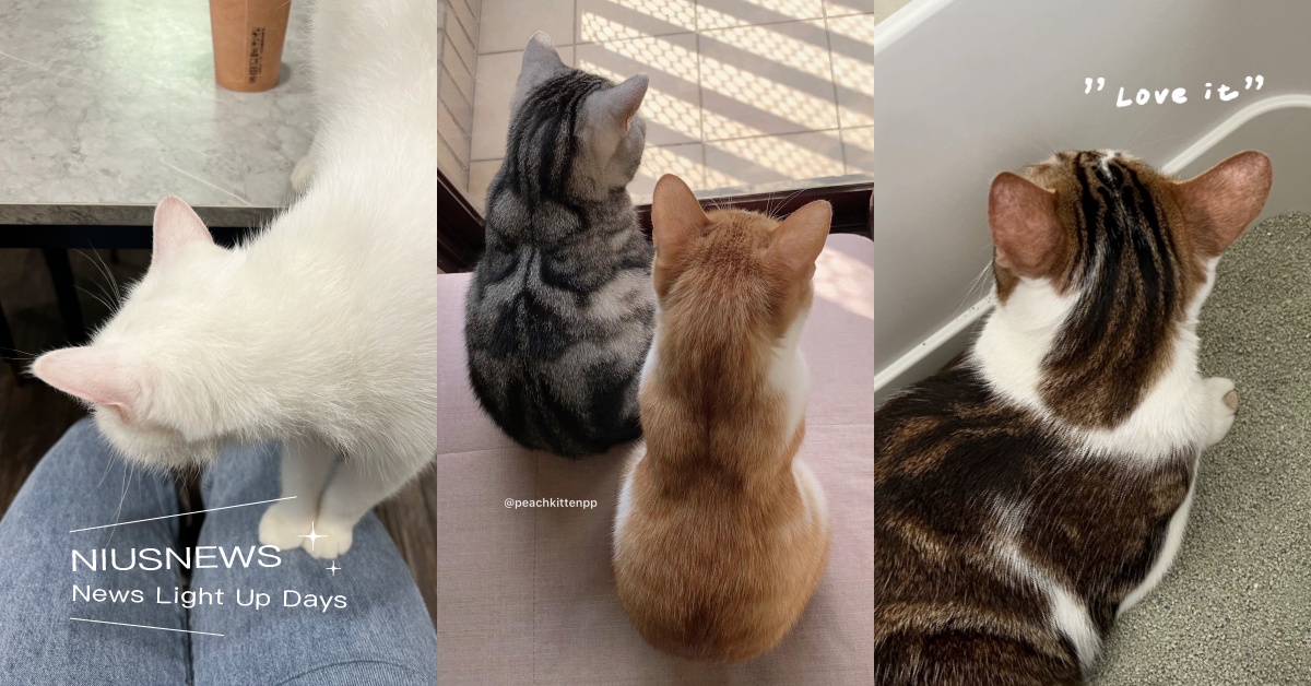 一天不吸貓就面目可憎！「貓咪後腦勺」10種味道大集合，據說橘貓會有蜂蜜蛋糕味？ 寵物圈圈、可愛、貓咪、貓咪後腦勺、貓咪味道、貓咪耳後、貓咪肉球