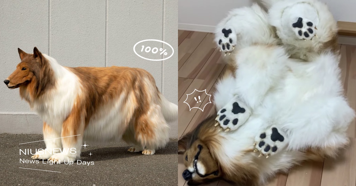 把自己變成狗？日男砸46萬訂做超擬真「牡羊犬布偶裝」，滿足表示：終於美夢成真！ 寵物圈圈、獵奇、牧羊犬布偶裝、狗狗、Cosplay