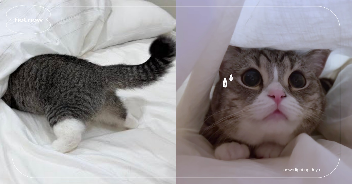 躲避剪指甲SOP！日本「白虎斑折耳貓」不喜歡剪指甲，露出小屁屁全網暴動！ 寵物圈圈、可愛寵物、寵物吃喝玩樂、金氏世界紀錄、貓咪