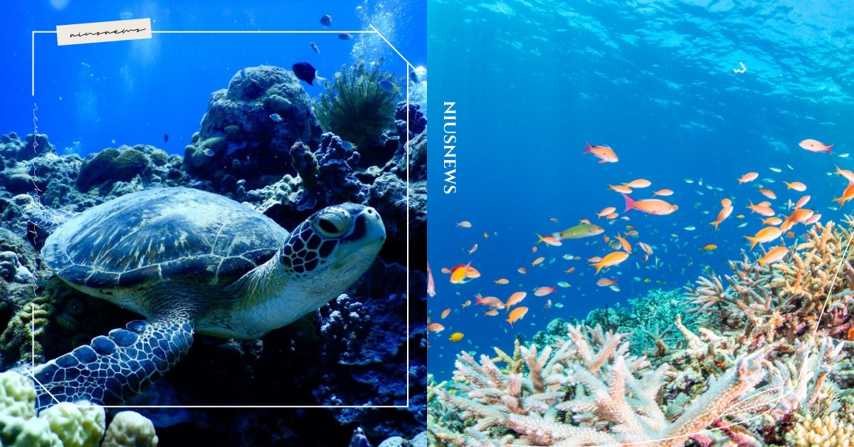 日本沖繩5大海上活動景點推薦！除了青之洞窟，「慶良間群島」絕美潛水體驗不能錯過 日本、沖繩、沖繩景點、沖繩潛水、海上活動、青之洞窟、慶良間群島、Adan海灘、宜野灣Tropical海灘、