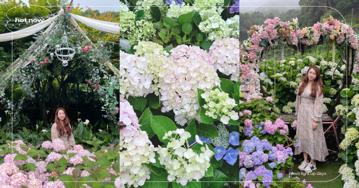「陽明山繡球花季」景點＋交通懶人包！竹子湖9個賞花打卡點，超美花圈沒拍可惜！ 陽明山、賞花、海芋、繡球花景點、賞花景點