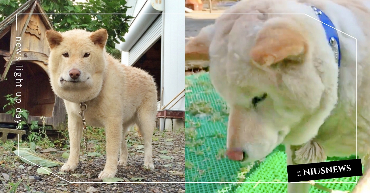 撞臉藏狐？貪玩白柴被蛇咬「慘變戽斗星人」，腫成大餅臉豬豬還被做成迷因扭蛋！ 白柴被蛇咬、戽斗星球、藏狐、迷因、扭蛋