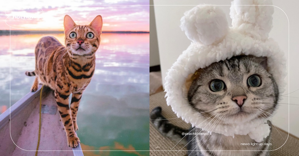 鏟屎官瘋傳「貓咪品種鑑定測試」！16道題目＋貓貓照片，貓奴直呼：求滿分高手！ 寵物圈圈、鑑定測試、測驗、品種貓、貓咪