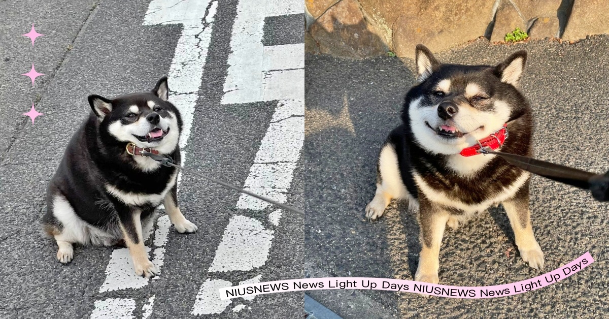 我就爛！日本黑柴「走出家門3步就躺倒」化身拒否柴，飼主無奈揭曉「背後爆笑原因」 拒否柴、黑柴、可愛寵物、萌寵、柴犬、推特熱議、寵物趣聞、狗