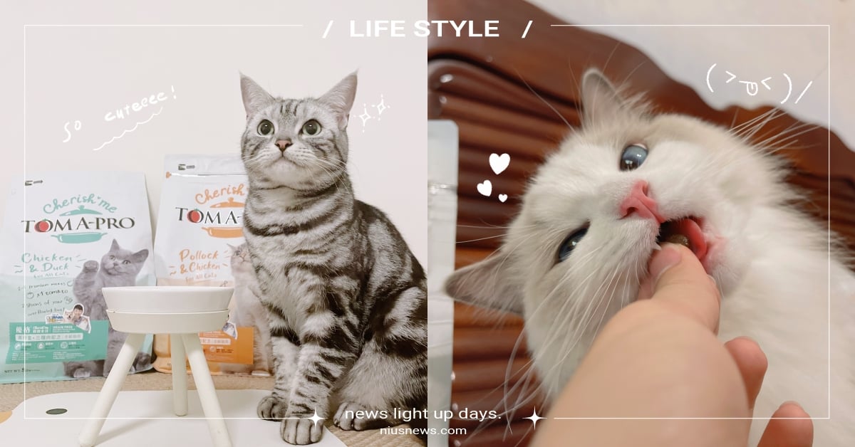 百喵實測最愛這款！高CP值必吃低碳水、高肉量「優格親親食譜」，奴才還不快奉上！ 貓咪飼料、高肉量配方、高CP值、優格寵物食譜、寵物