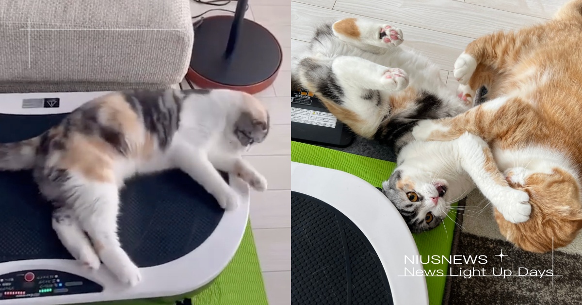 貓貓也愛懶人瘦身？日本超萌「三花折耳貓」橫躺律動機享受震動，飼主：衝撃映像！ 寵物圈圈、日本、推特、蘇格蘭折耳貓、律動機
