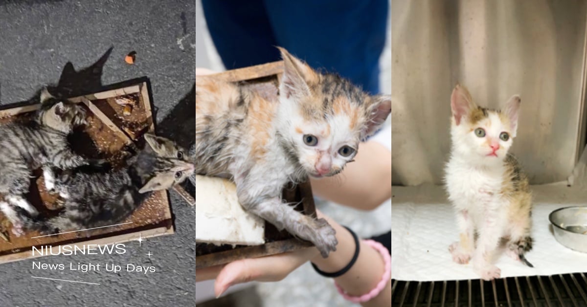 小貓貓也會被黏到！動保處呼籲以「捕鼠籠代替黏鼠板」，松鼠、台灣藍鵲都是常見案例！ 寵物圈圈、動保處、寵物保護、寵物照顧、黏鼠板