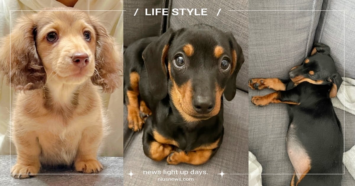 「臘腸狗」６大特質＆冷知識！熱狗的名字其實源自於牠，要注意不能隨便生小寶寶？ 臘腸狗、品種狗、狗狗冷知識、獵犬、可愛寵物、寵物健康、品種狗介紹、狗狗介紹