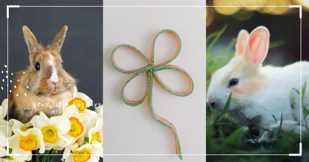 日網心理測驗「選兔子測近期有哪些好運」！可能加薪升遷？好姻緣到來？ 心理測驗、兔子、好運