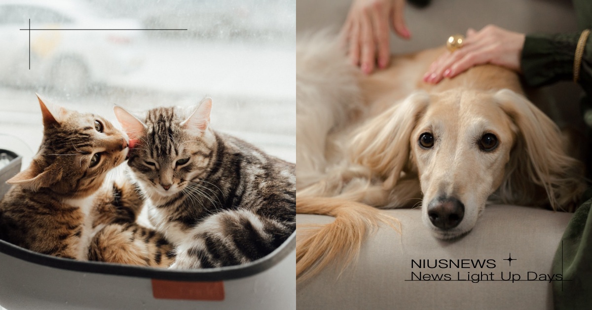 習慣隨處亂尿尿？關於「犬貓下泌尿道症候群」的6大警訊，過度舔毛更要多注意！ 寵物圈圈、寵物健康、犬貓泌尿道、過度舔毛、狗狗、貓咪、亂尿尿