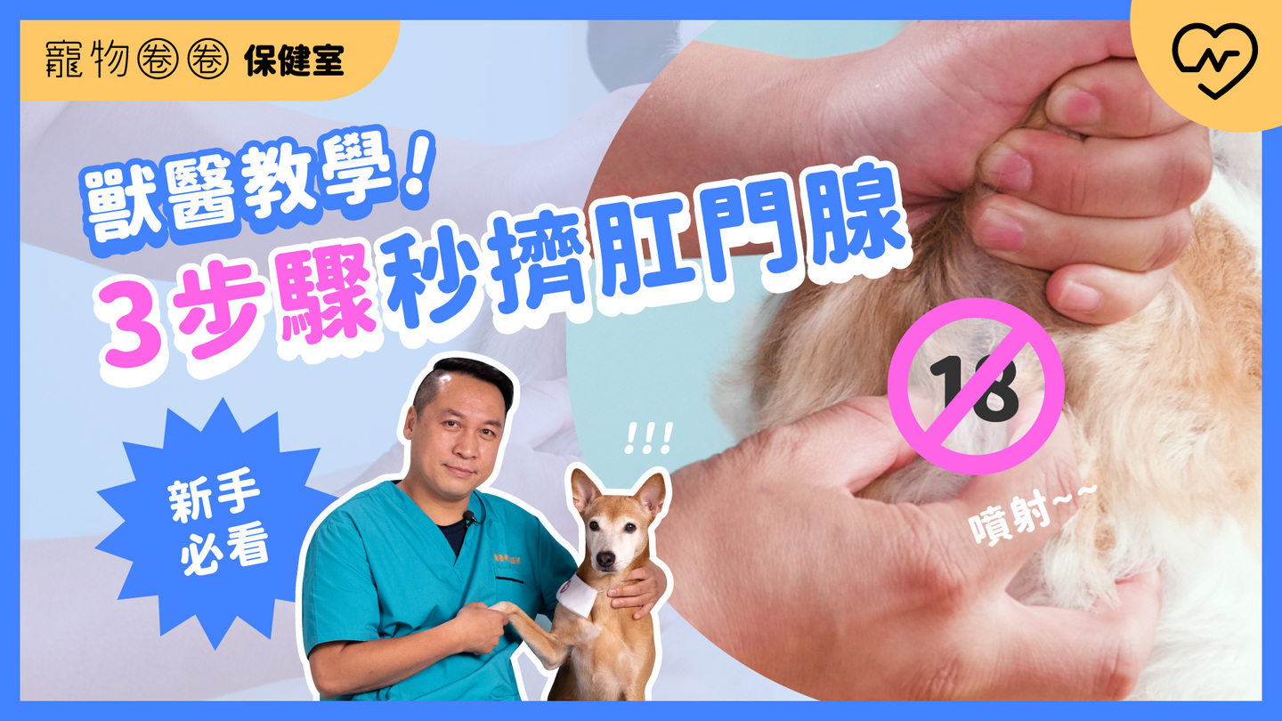 【獸醫擠肛門腺教學】勇敢擠下去！擠肛門腺超上手3步驟｜寵物圈圈保健室Ep.10 寵物圈圈、毛小孩、擠肛門腺、寵物知識、寵物圈圈保健室