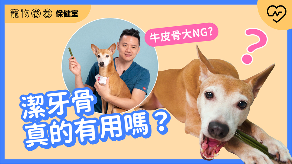 【潔牙骨迷思】潔牙骨真的潔牙嗎？牛皮骨讓狗勾牙齒崩裂？｜寵物圈圈保健室Ep.11 寵物圈圈、毛小孩、潔牙骨、寵物知識、寵物圈圈保健室 