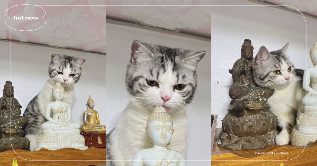 保佑罐罐加倍？泰國超萌「白虎斑貓」偷舔佛像被抓包，飼主：明明就吃很多了！ 寵物圈圈、可愛寵物、虎斑貓、推特、寵物吃喝玩樂、泰國、爆紅、可愛