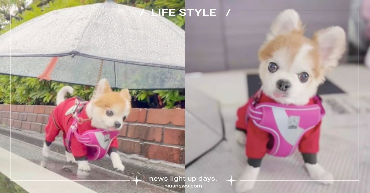 雨天小吉出動！吉娃娃下雨散步「裝備超齊全」卻被嘲笑過度保護？網：吉度乾燥超可愛 吉娃娃、雨傘寵物牽繩、推特熱議、下雨天、萌寵、可愛寵物、狗、寵物趣聞