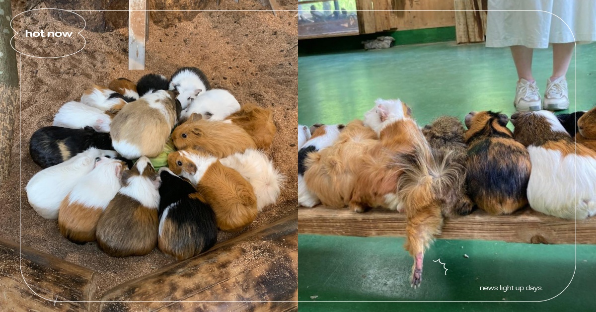 神秘儀式開始！日本動物園「天竺鼠」詭異繞圈網驚呼，仔細一看原來是最佳進食位置！ 寵物圈圈、可愛、天竺鼠、動物園、推特