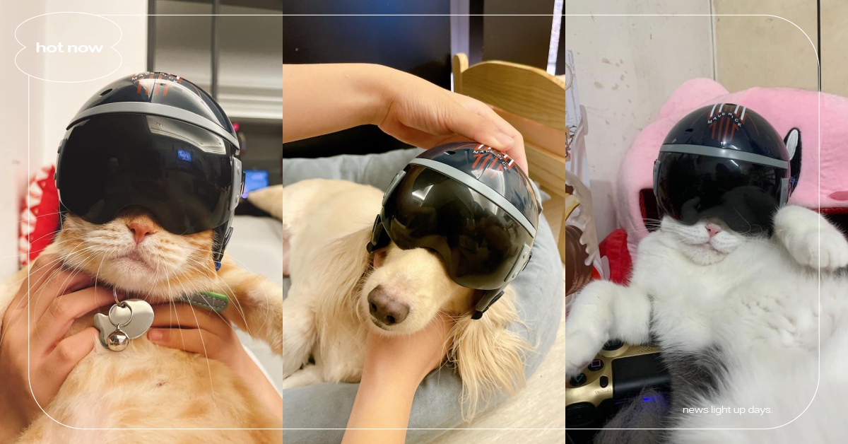 有理由二刷了！《捍衛戰士2》飲料杯蓋變毛孩頭盔，鏟屎官：直接變成「湯姆貓」！ 寵物圈圈、可愛寵物、貓咪、捍衛戰士、可愛