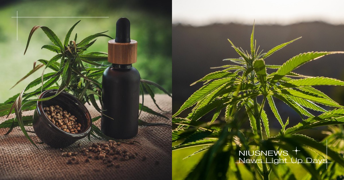 東南亞國家首例！泰國「大麻合法化」開放在家就能種，政府向全國免費發放100萬株 THC、420、CBD、大麻、泰國、合法化、Anutin Charnvirakul、、在自家種大麻、合法化醫療用、許可證、處方證、食藥管制局認證