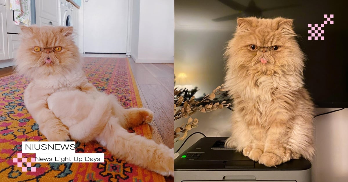 貓咪全裸可以嗎？「貓咪該不該剃毛」的優缺點一次看，獸醫：每隻貓狀況不一樣！ 寵物圈圈、寵物照顧、貓咪、剃毛、貓咪也瘋狂俱樂部