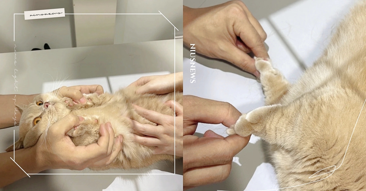 捏著腳腳幫拉長！「短腿貓照X光」超克難畫面萌翻全網，喵喵：偶是誰偶在哪？ 曼赤肯短腿貓、貓咪照X光、短腿貓、寵物趣聞、可愛寵物、萌寵、貓咪、網友熱議、小紅書網紅貓