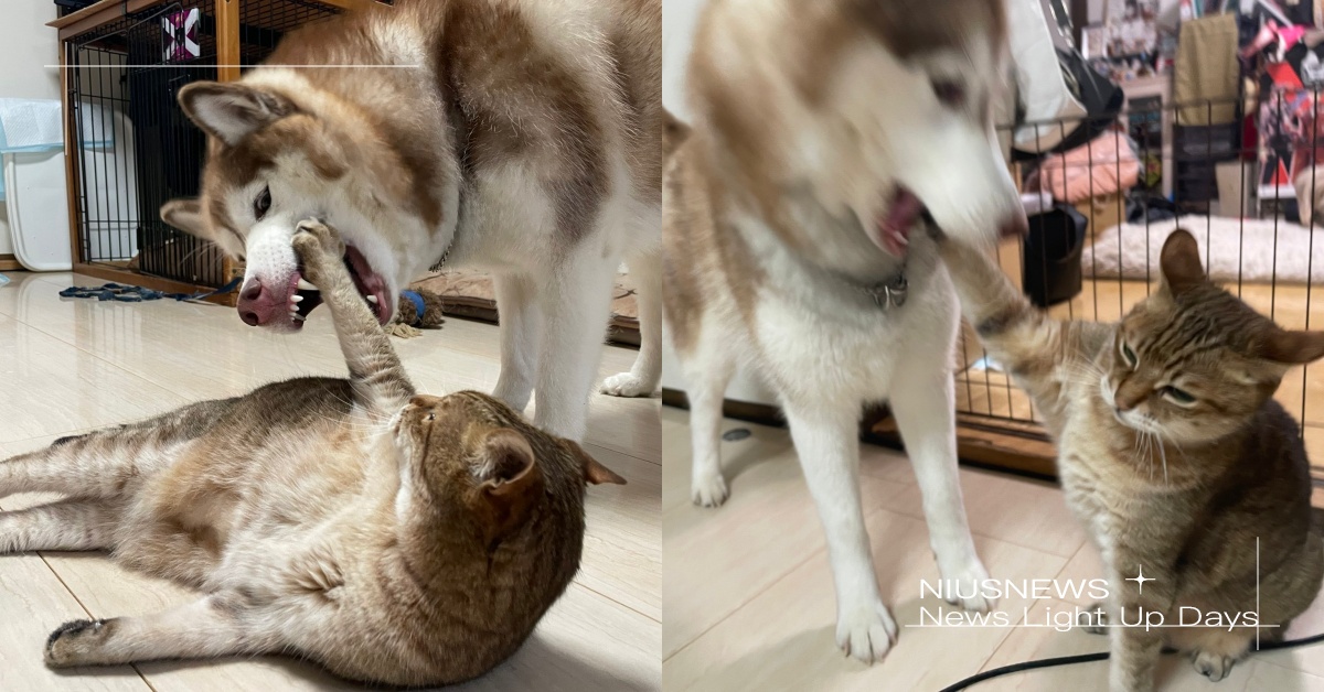 體型大又怎樣？日本呆萌「哈士奇＆虎斑貓」的打架日常爆紅，二哈毫無戰鬥力一秒示弱！ 寵物圈圈、可愛寵物、推特、日本、哈士奇、獸醫、反差萌、虎斑貓、貓咪、貓狗日常