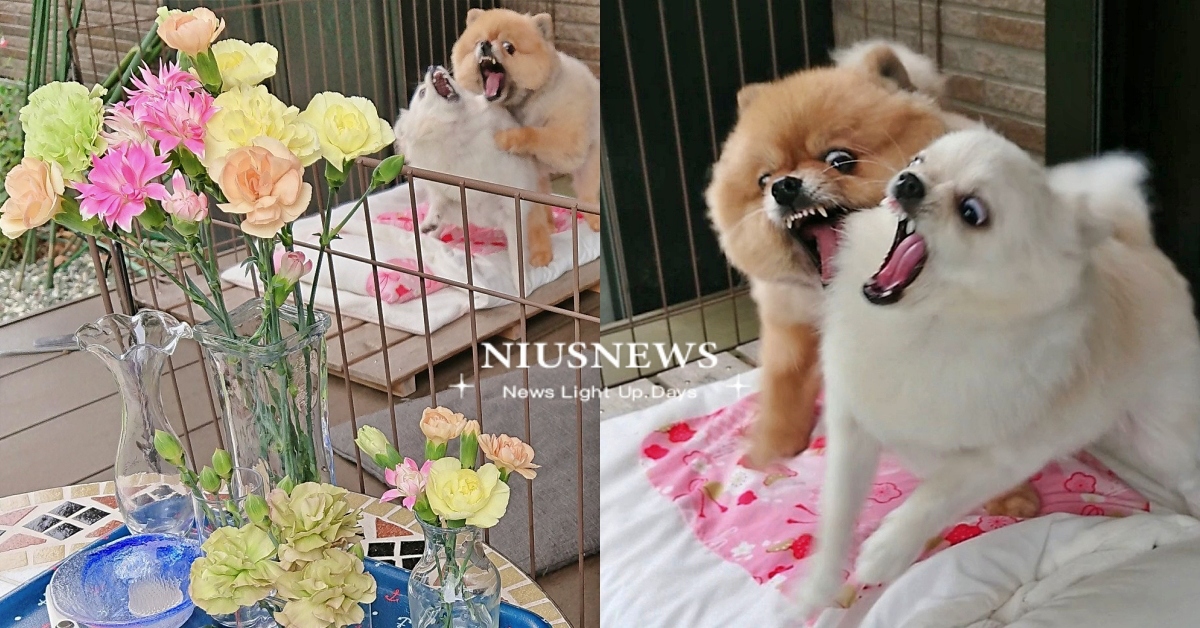 飼主PO「茄子小黃瓜收成照」背後博美犬卻超搶鏡！網笑：這張照片有聲音 推特熱議、超搶鏡博美犬、博美、寵物趣聞、萌寵