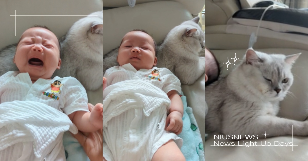 薪水要付幾個罐罐？哄娃神器「銀漸層英短」美網爆紅，嬰兒放身上竟一秒停止哭泣！ 寵物圈圈、可愛、貓咪、爆紅、Reddit