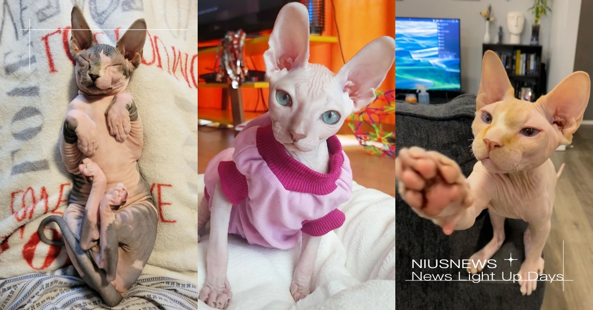 「斯芬克斯貓」7大特質！無毛皮膚摸起來像溫熱水蜜桃，超帥肌肉人稱貓界健美選手！ 寵物圈圈、斯芬克斯貓、加拿大無毛貓、無毛貓品種貓、短毛貓、貓咪、個性、特質、寵物趣聞、貓咪冷知識、寵物知識、個性分析、貓咪花色、貓奴、鏟屎官、貓咪個性