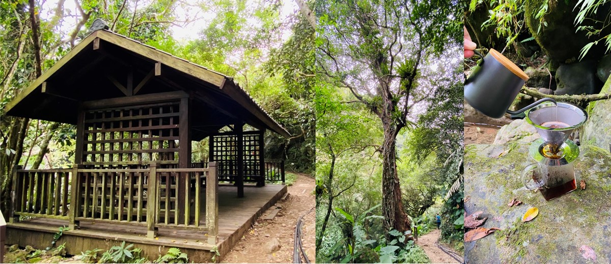 新竹內灣|馬胎古道|平易近人的幽靜森林伴清涼溪水的涼爽古道 新竹景點、內灣、馬胎古道