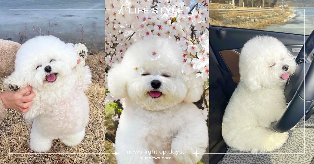 「比熊犬」５大特質＆冷知識！遠航水手最愛的狗狗，深受美容師喜愛的原因大公開！ 比熊犬、品種狗、狗狗冷知識、網紅狗、可愛寵物、寵物健康、品種狗介紹、狗狗介紹