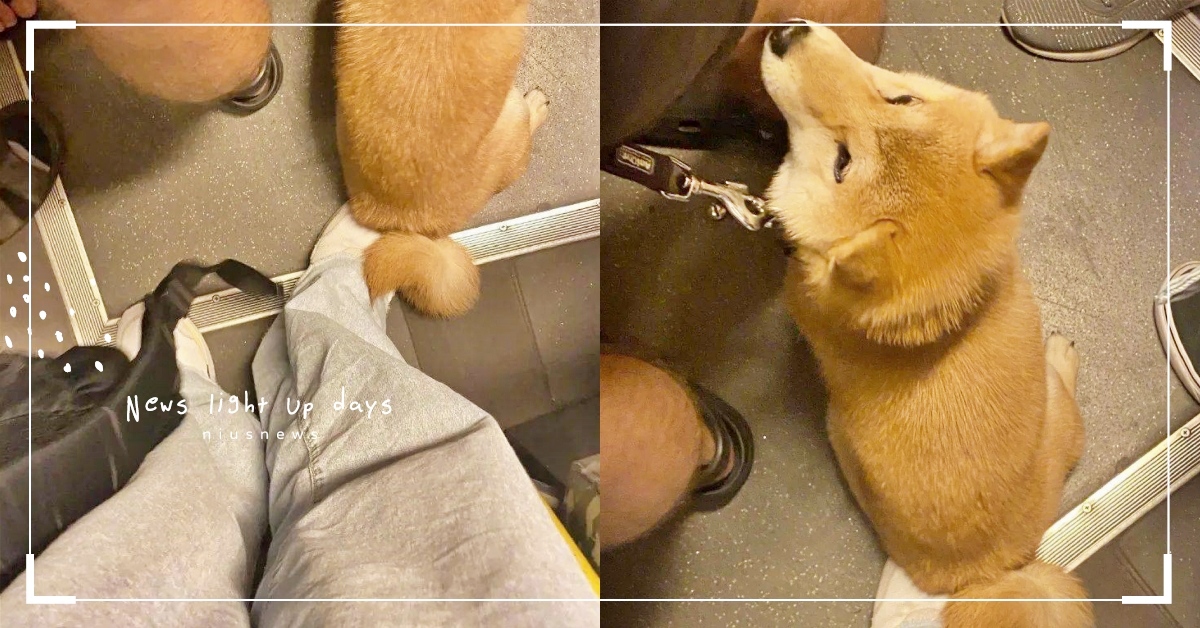 搭車被踩超不爽！低頭一看「柴柴屁股坐在腳上」瞬間被融化：天選之人就是me！ 柴犬、搭車被柴柴踩、推特熱議、萌寵趣聞、可愛寵物、萌寵、狗、赤柴、狗狗冷知識