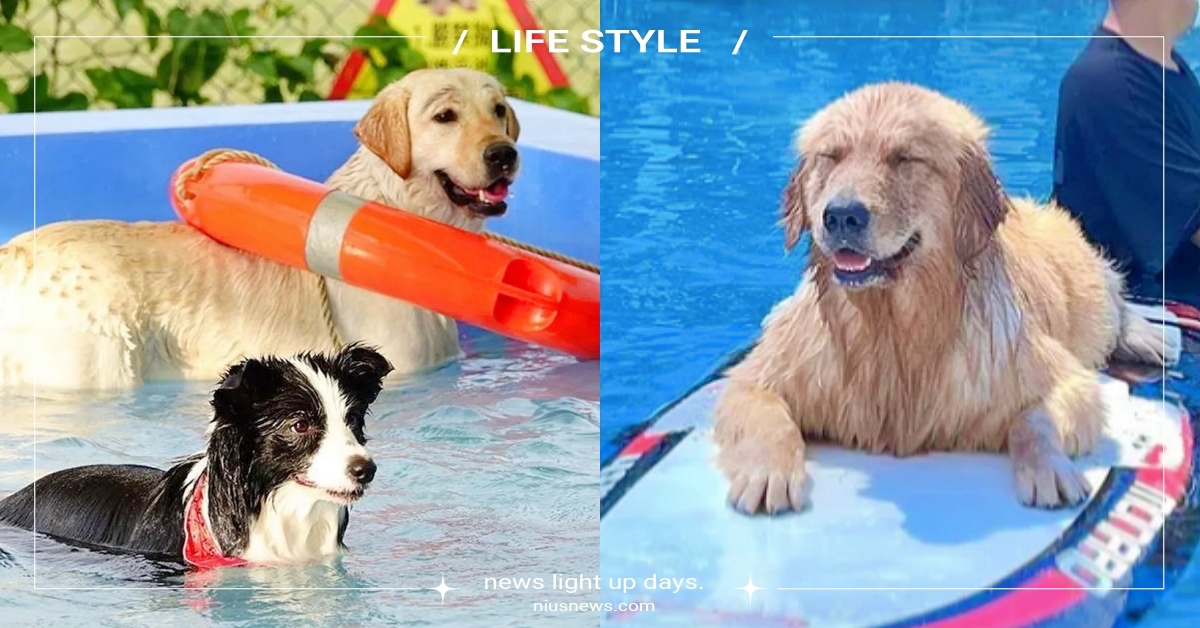 全台6間「狗狗游泳池」推薦！獨一無二天然海水樂園、雨天也能去的室內溫水池全集結！ 寵物泳池、狗狗游泳池、2022最新、龍洞四季灣、好好寵物旅館