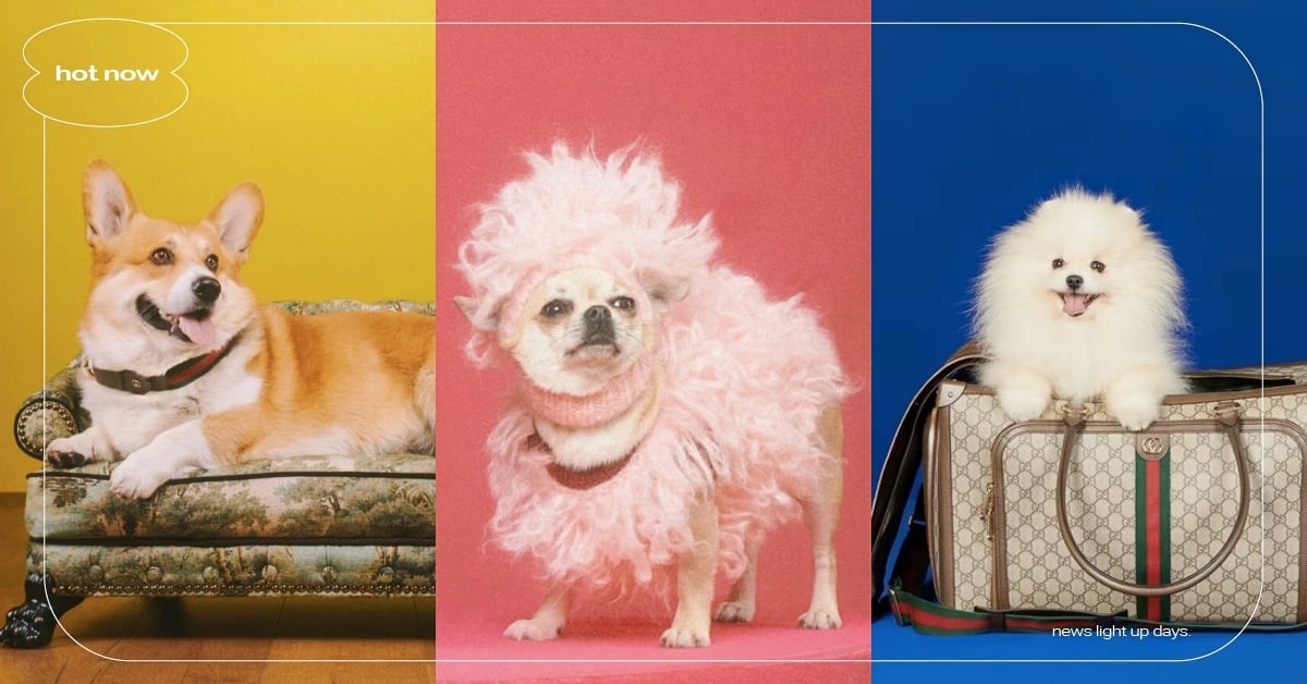 Gucci推出近百款「寵物系列精品」！經典老花外出包、復古項圈牽繩一次看 Gucci寵物精品、寵物選品、寵物奢侈品、寵物用品、萌寵
