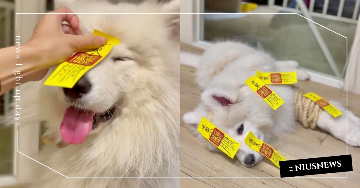 致敬殭屍展！搗蛋薩摩耶「被貼滿乖乖符」眼神超無奈，媽：小鬼太厲符要重！ 薩摩耶、南美館殭屍展、乖乖符、貼符、可愛寵物