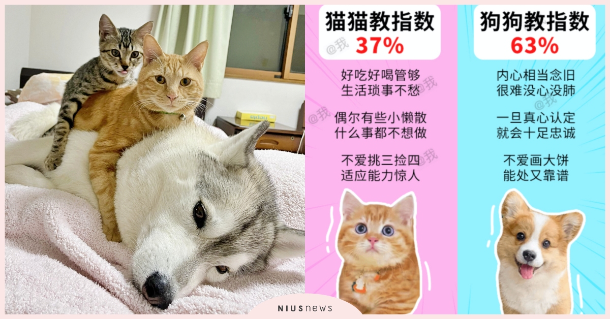 心理測驗「你是狗狗教還是貓貓教」？從星座測出你的性格溫度＋隱藏的貓狗指數！ 心理測驗、12星座、狗狗教、貓貓教、性格溫度、貓狗指數、萌寵、可愛寵物、心測