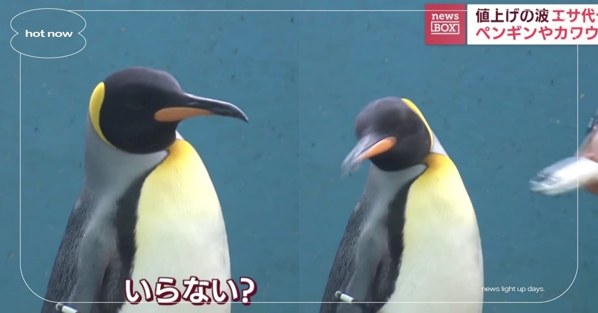 日本箱根園水族館「換低價鯖魚當飼料」企鵝扭頭拒吃，飼育員：台灣的企鵝做過一樣的事 日本箱根園水族館、國王企鵝、挑食、鯖魚、竹莢魚、臺北市立動物園、秋刀魚、食性訓練、可愛動物、推特熱議、動物趣聞