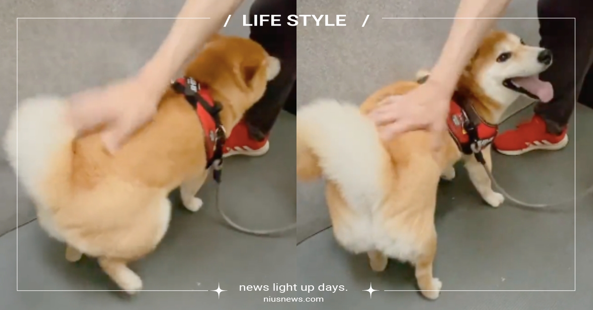 最愛被拍屁屁！推特爆紅柴犬「開心就踏踏」嗨到變飛機耳，可愛舉動激似貓咪附身 推特熱議、網紅狗、柴犬、開心就踏踏、萌寵、可愛寵物、激似貓咪