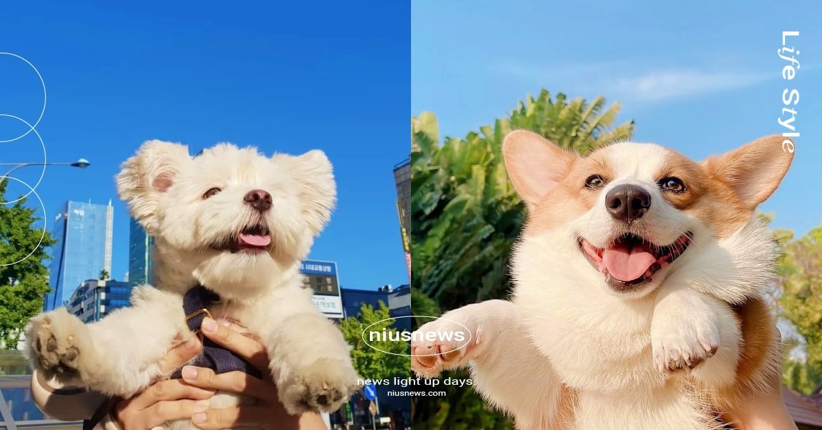 舉高高和藍天合影！韓國SNS夏天超熱門「天外飛狗」拍照法萌翻狗奴，現在就來試試看 韓國SNS、天外飛狗、舉高高、拍照技巧、可愛寵物