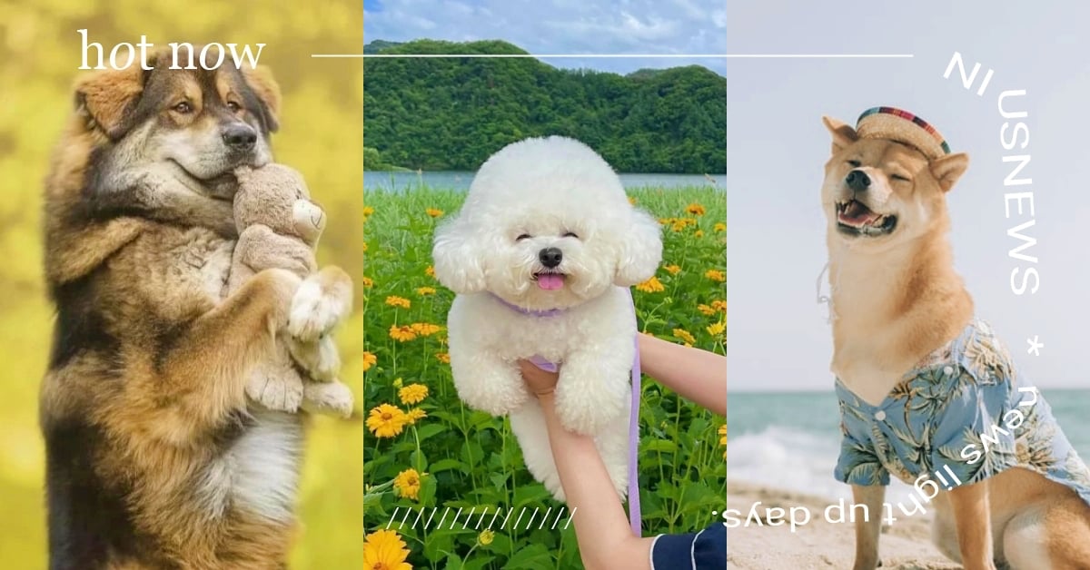 乖巧軟萌的比熊犬像這星座？「12星座代表狗狗」大集合，性格＋契合特質全分析！ 12星座狗狗、12星座、狗、萌寵、可愛寵物、汪星人、比熊犬、柴犬、哈士奇、博美、吉娃娃