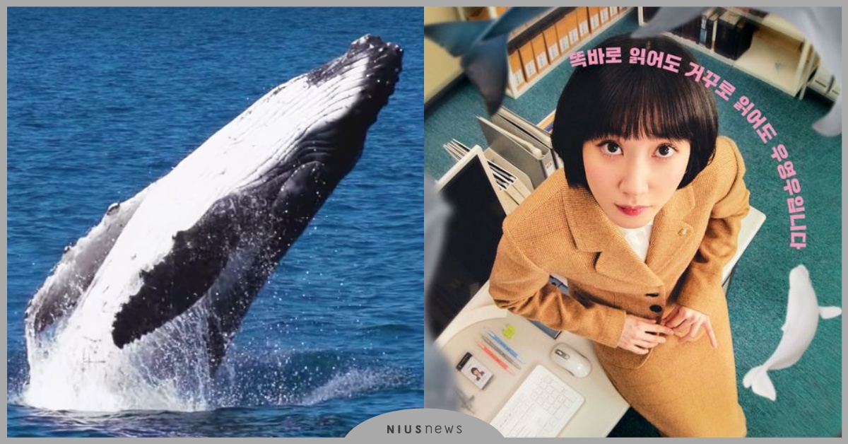 12個關於鯨豚的知識！《非常律師禹英禑》虎鯨居然是媽寶？海豚福順的故事是真的 韓劇推薦、2022韓劇、Netflix、非常律師禹英禑、朴恩斌、姜泰伍、姜其永、自閉症、鯨魚、海豚