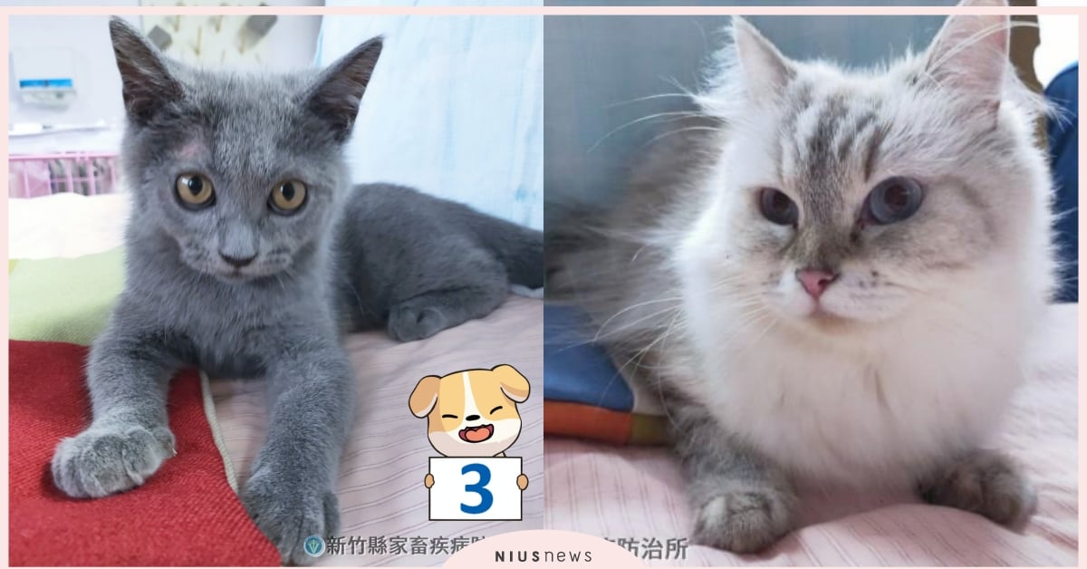 貓奴看過來！新竹16隻布偶貓、英國短毛貓開放領養，想成為飼主只需「這2條件」 動物收容所、動保處、品種貓領養、布偶貓、英國短毛貓、新竹縣家畜疾病防治所、萌寵、可愛寵物、寵物教養