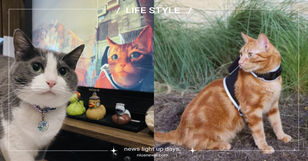 扮演流浪貓！賽博龐克遊戲《Stray》引發曬貓熱潮，加碼推出聯名旅行背包＆胸背帶 Stray浪貓、賽博龐克、遊戲、PS5、Steam、寵物選品、後背包、胸背帶、貓咪