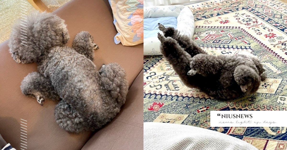 溫度太高惹得禍？飼主驚見「操灰搭烤全雞」軟爛趴沙發，網笑：姿勢超魔性 操灰搭貴賓、天氣熱、推特熱議、萌寵、可愛寵物