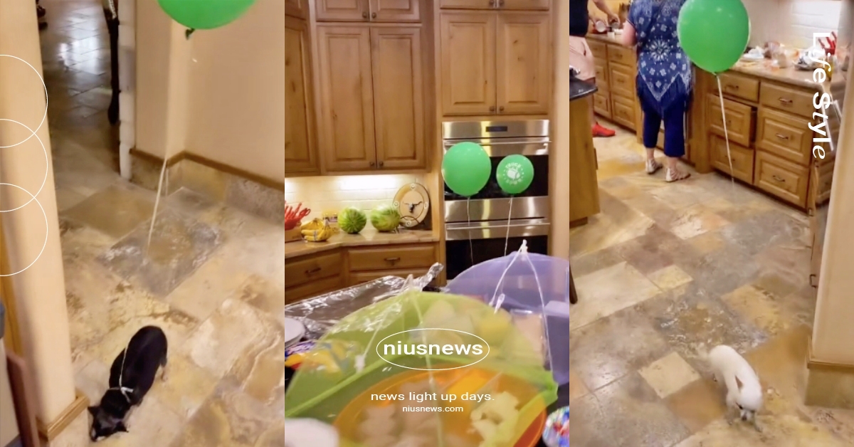 吉娃娃愛亂跑！飼主祭出神招「綁氣球當定位」：狗勾左轉彎請注意安全～ 吉娃娃、綁氣球定位、網友熱議、寵物趣聞、品種狗、可愛寵物、萌寵、狗