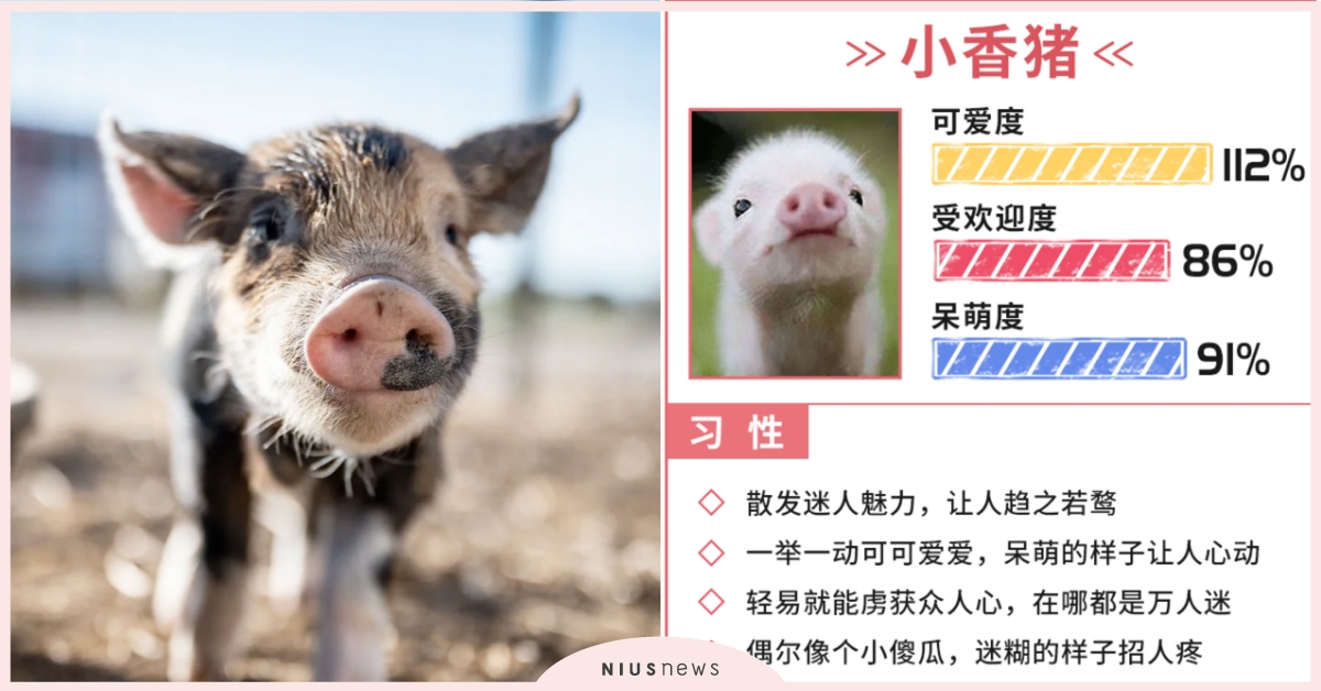 心理測驗「你像哪種小萌寵」？5秒測出你的個性特質，精準分析習性＋飼養方式！ 寵物圈圈、你像哪種小萌寵、動物、心理測驗、動物心理測驗、真實性格解析、習性、隱藏性格、飼養方式、特質、小香豬、羊駝、獅子