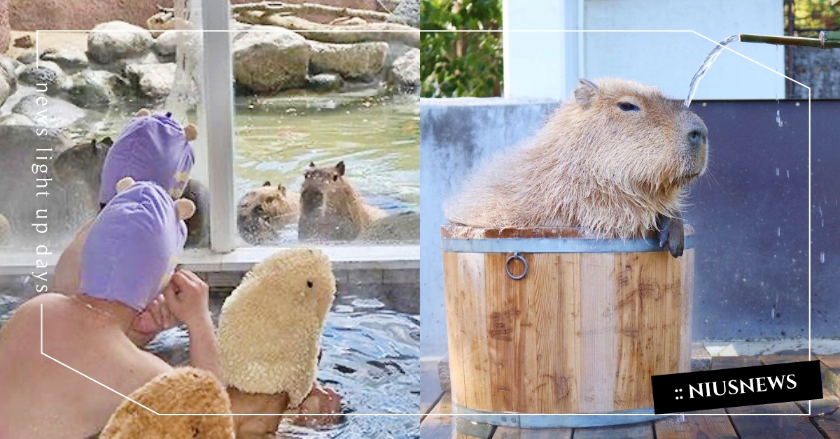 和水豚面對面泡湯！日本「水豚溫泉」網友敲碗台灣開辦，超萌水豚帽這裡買！ 和水豚面對面泡湯、水豚帽、那須動物王國、神戶動物王國、水豚