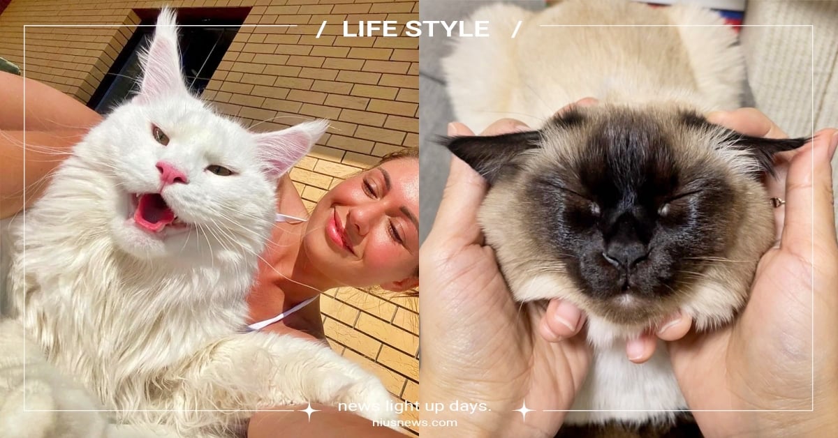 誰是黏人精？盤點最愛撒嬌的貓咪Top8，「超像小狗狗、喜歡跟進廁所」品種大揭秘！ 黏人精、撒嬌、貓咪、貓咪排行榜、萌寵