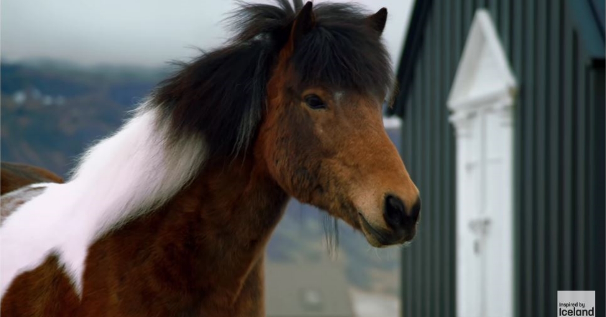 休假還要回信？交給馬兒幫你！ 冰島、電子郵件、E-mail、馬