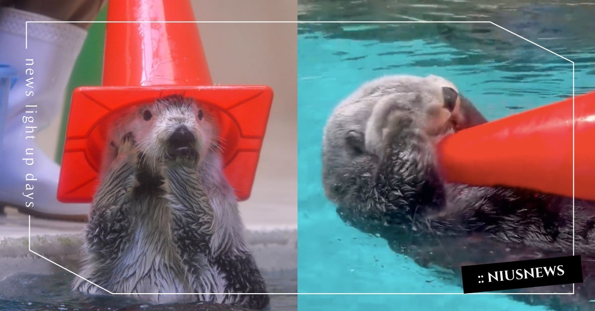 表情包無極限！動物界萌神「海獺」揉臉臉＋漂浮睡覺超可愛，最愛的玩具是三角錐？ 海獺、動物冷知識、動物趣聞、神奇動物、冷知識、動物界萌神、揉臉、手牽手飄浮睡覺、三角錐